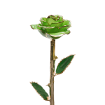 Rose en or par The Luxury Box