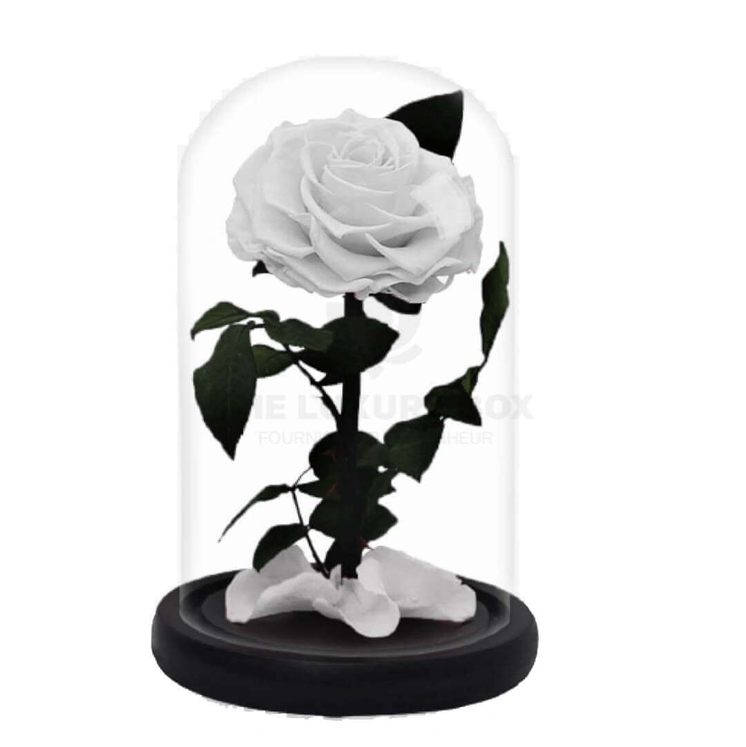Roses sous cloches 7 | The Luxury Box