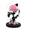 Rose sous cloche Rose