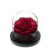 Rose sous cloche rouge