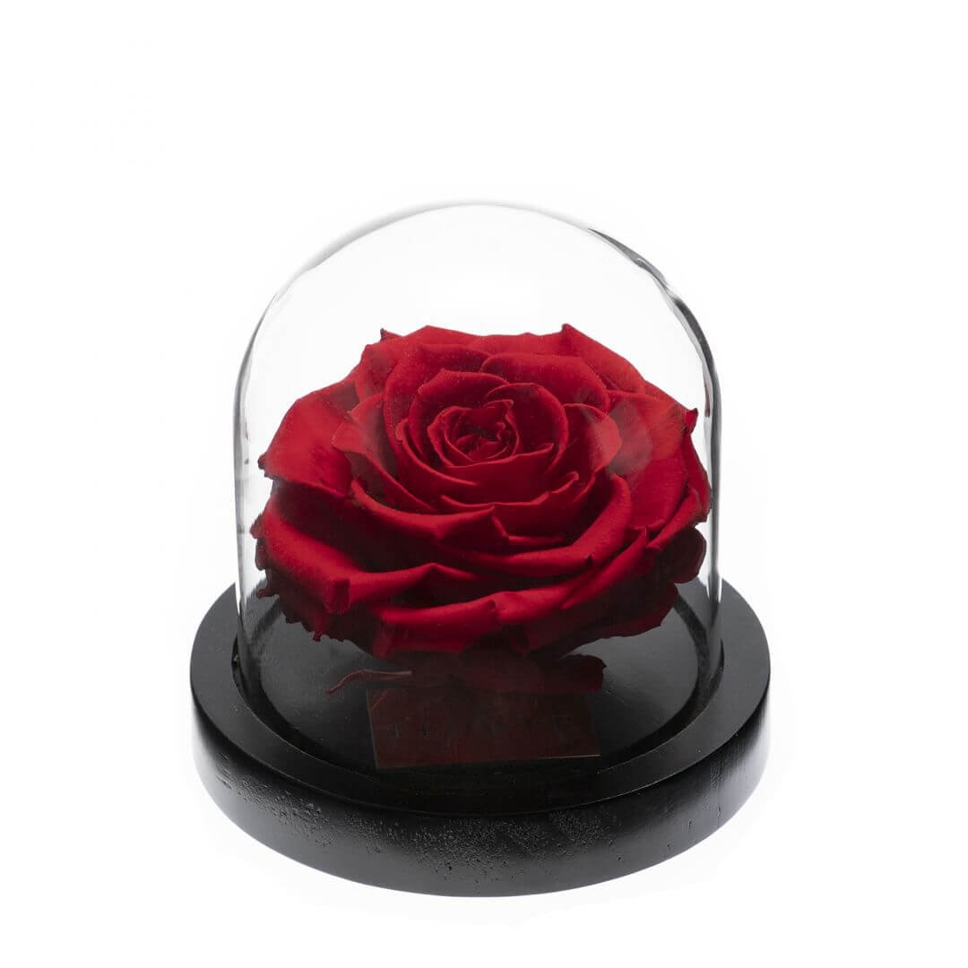 Rose sous cloche rouge