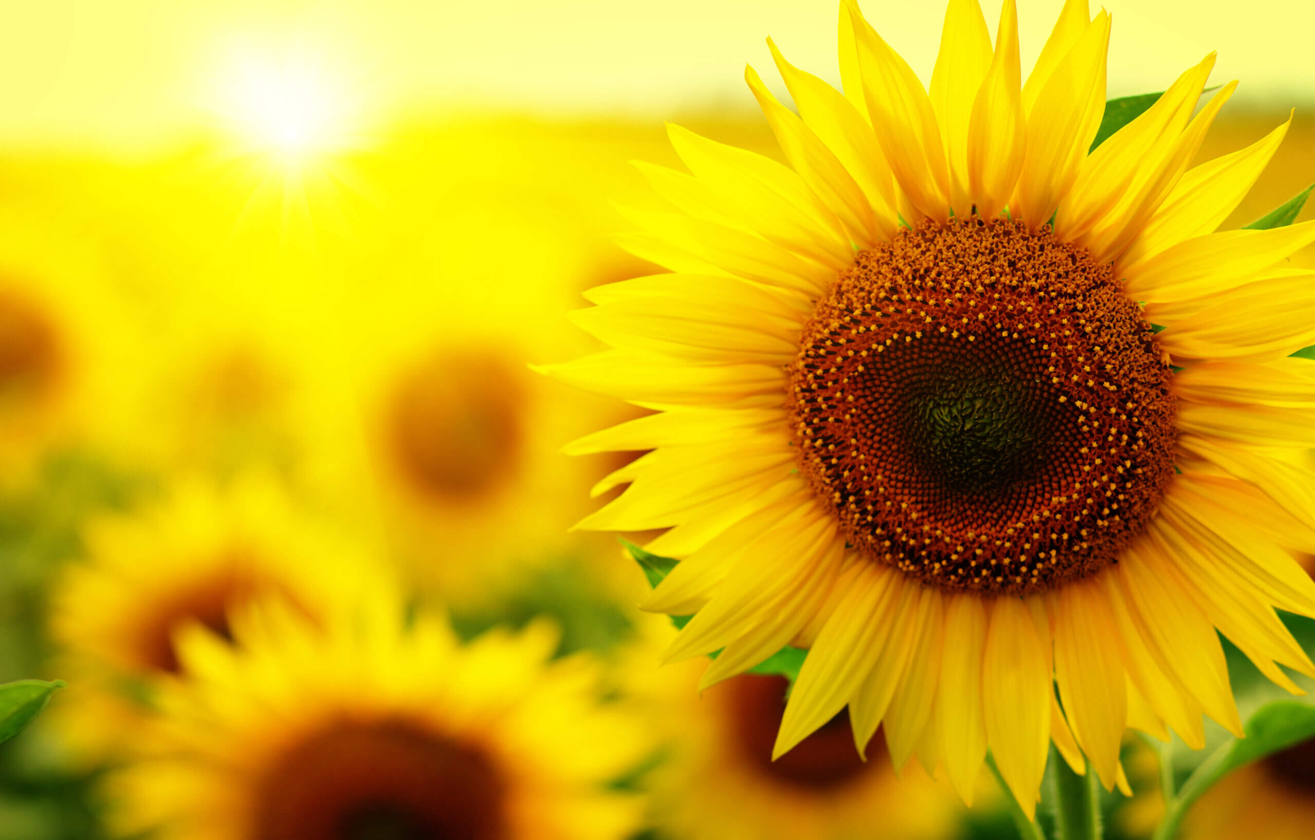 Quelle fleur vous êtes selon votre horoscope