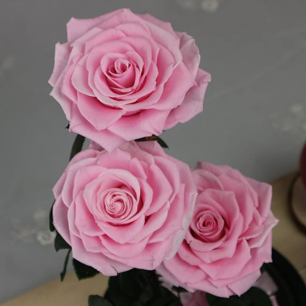 Rose
  Deluxe Cloche