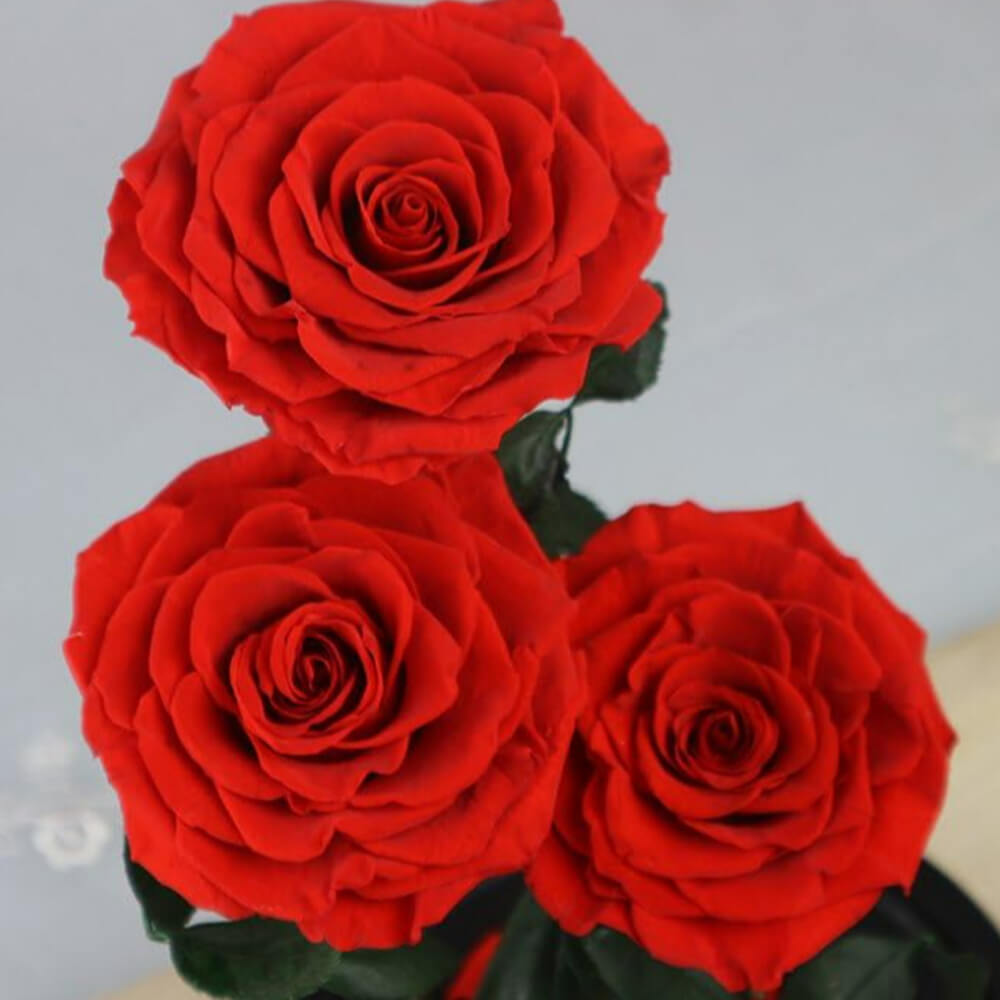 Rose
  Deluxe Cloche