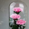 Rose
  Deluxe Cloche